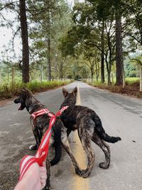 Man holding a dog on road