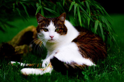 Portrait of a cat on field