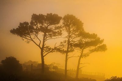 Bare trees on landscape at sunset