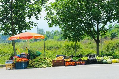 Fruits and trees on field