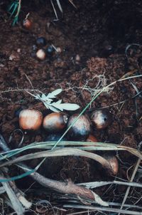 High angle view of twigs on field in forest