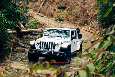 Cars on road in forest