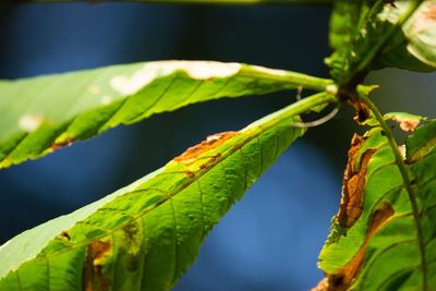 Close-up of green lizard on branch