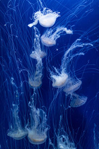 Jellyfish in a sea