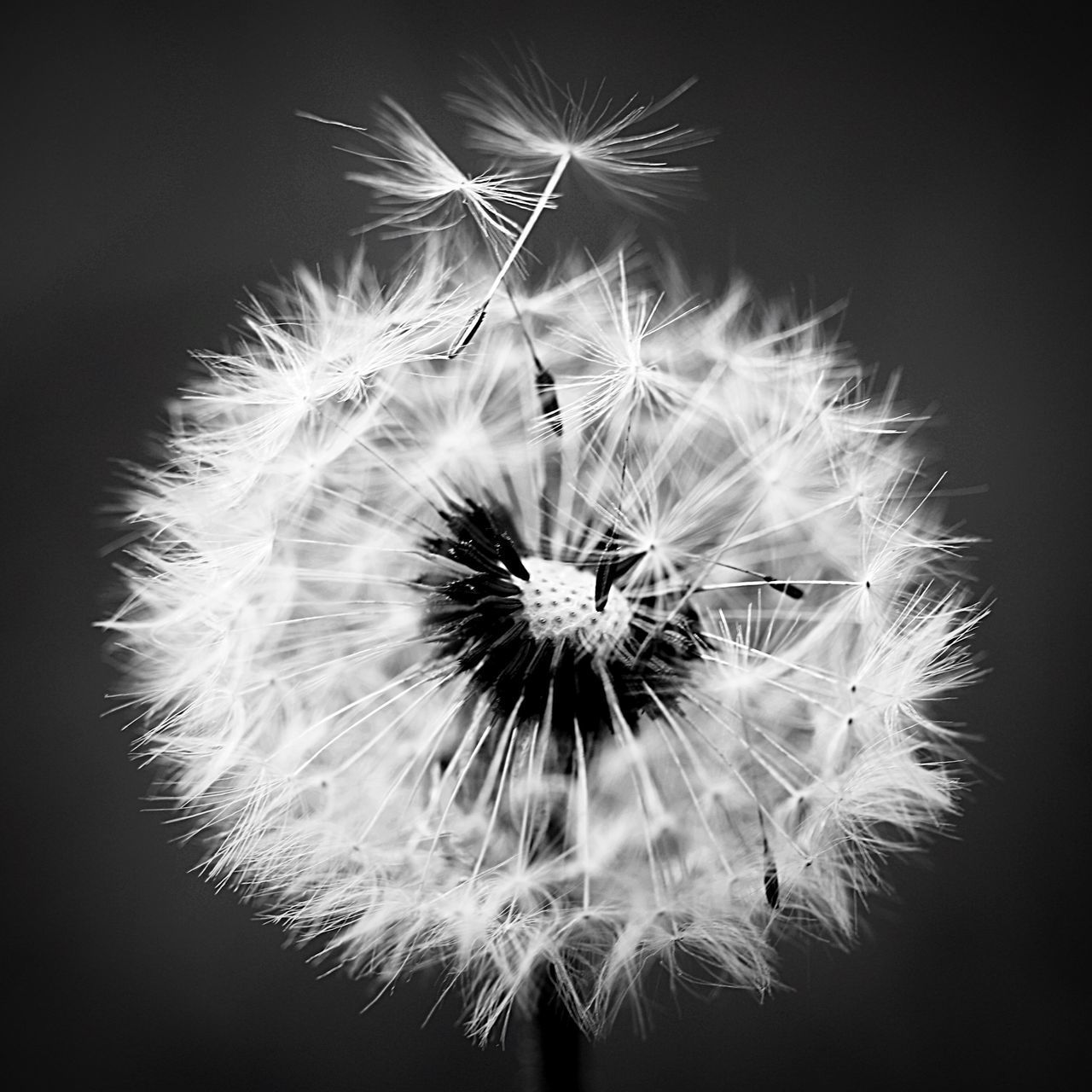 CLOSE-UP OF DANDELION ON BLACK BACKGROUND