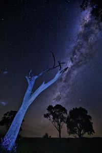 Low angle view of silhouette tree against sky at night