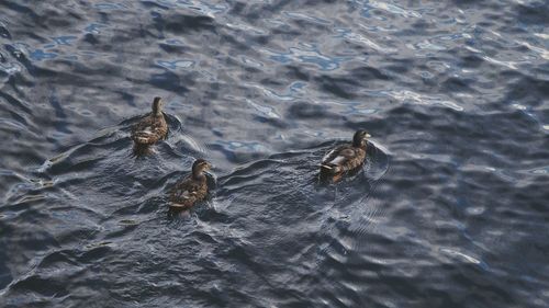 High angle view of ducks swimming on lake