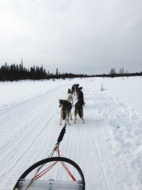 Husky at husky park running 