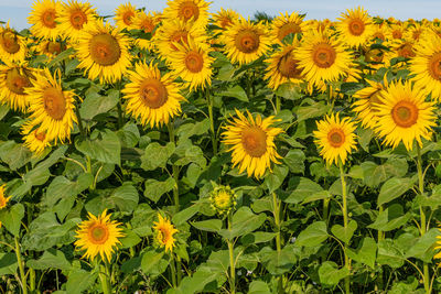 Close-up of yellow flowering plants on field