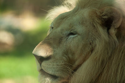 Close-up of a cat looking away