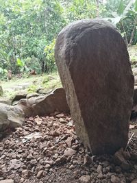 Close-up of elephant on stone wall