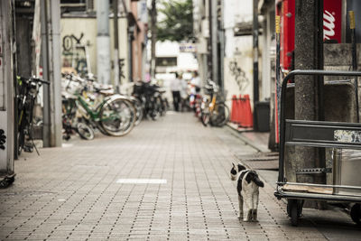 Cars parked in parking lot