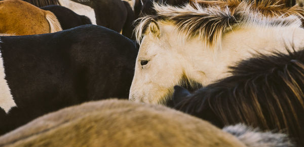 Close-up of two horses