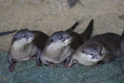 High angle view of otters on field at national zoo of malaysia