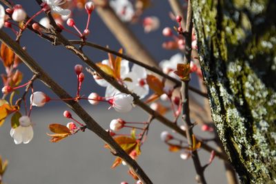 Low angle view of cherry blossoms