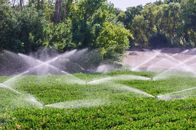 Modern irrigation system with sprinklers watering ripe lettuce growing on sunny day on farm