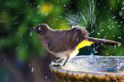Side view of bird shaking water on birdbath