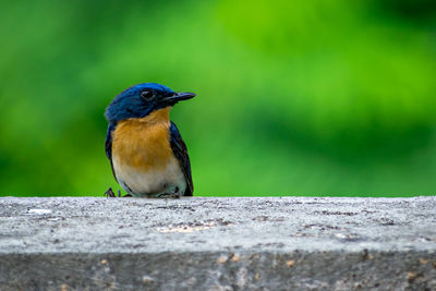 Colorful, isolated, young indian blue robin sitting on a wall of the building.