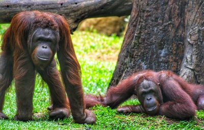 Orang utans just chillin in zoo