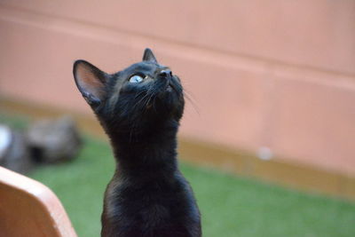 Close-up portrait of a cat looking away