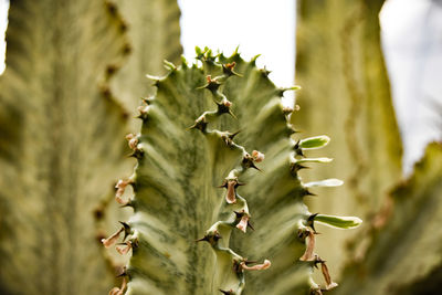 Close-up of cactus plant