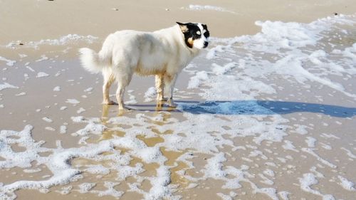 Dog standing on shore