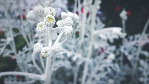 Close-up of white flowers