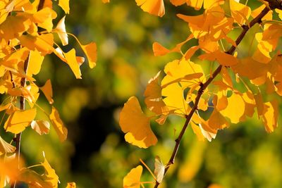 Close-up of gingko tree during autumn