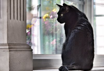 Close-up of cat sitting by window