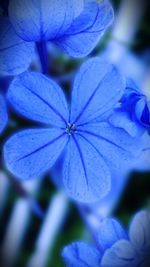 Close-up of blue flower