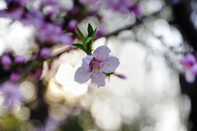 Close-up of cherry blossom