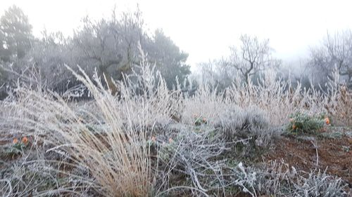 Plants growing on field against sky during winter