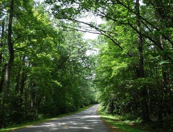 Road amidst trees in forest