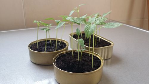 Close-up of pot plants on table