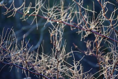 Close-up of dry plants during winter