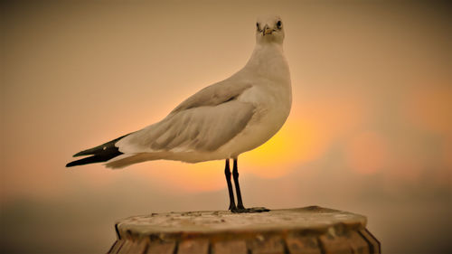 Close-up of seagull perching on pole against sky