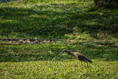 Bird perching on field