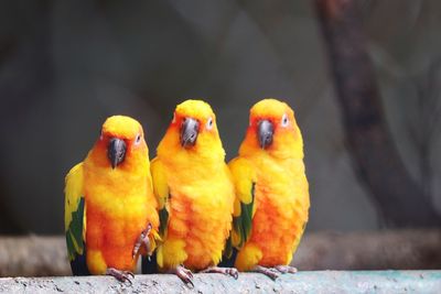 Close-up of parrot perching on yellow leaf