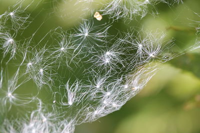 Close-up of spider on web