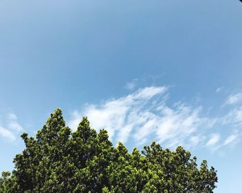 Low angle view of tree against sky