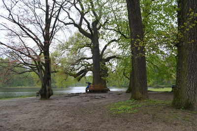 Trees on landscape against sky