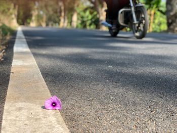 Close-up of pink flower on road
