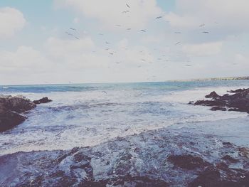 Close-up of birds flying over sea against sky