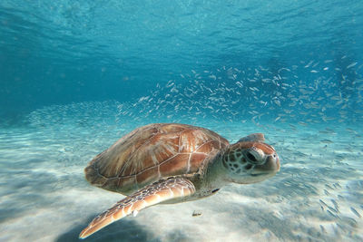 View of turtle swimming in sea