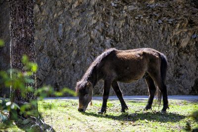 Close-up of horse standing on field