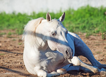 Portrait of horse lying on land
