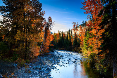 Scenic view of river amidst trees during autumn
