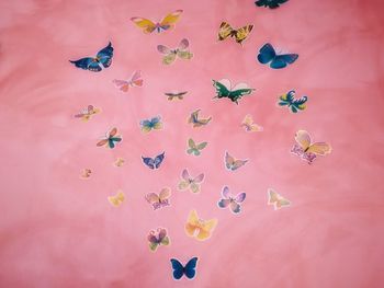 High angle view of butterfly on pink flower