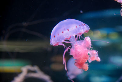 Different species of jellyfish in loro park tenerife 27 december 2019