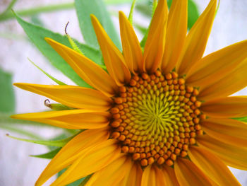 Close-up of yellow flower blooming outdoors